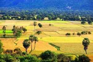 Cánh đồng Tà Pạ ở An Giang