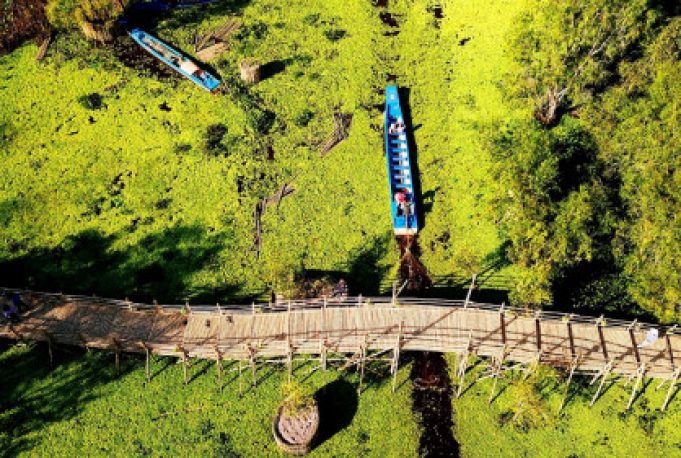 Cầu tre vạn bước ở rừng ràm Trà Sư