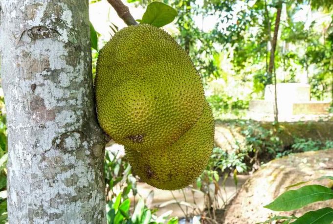 tour-du-lich-mien-tay-1-ngay-my-tho-ben-tre-1